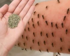 You’ll never see mosquitoes again if you do this