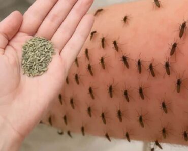 You’ll never see mosquitoes again if you do this