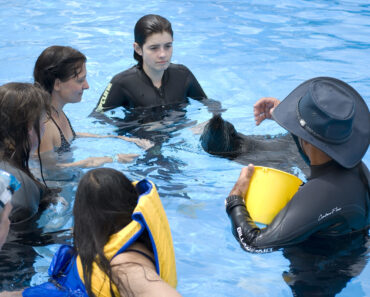 They Thought $85,000 Could Settle It: The Orca Incident That Sparked a Public Conversation About Marine Parks
