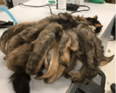 The Unbelievable Transformation of Hidey the Cat
