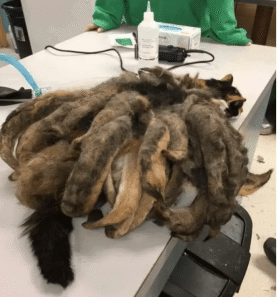 The Unbelievable Transformation of Hidey the Cat