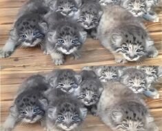 Farmer found abandoned kittens but turns out they cost a fortune..
