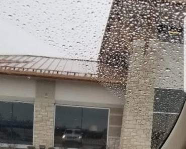 25 Stupidity Award-Winning Pictures