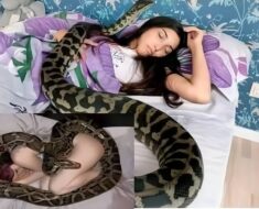 Woman slept with her python every night until the vet showed her a surprising ultrasound…