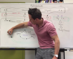 Doctors Reveal the Hidden Reason Behind Extreme Weight Loss — and How to Burn Belly Fat Safely