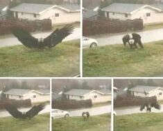 Giant Eagle captured in Bro!