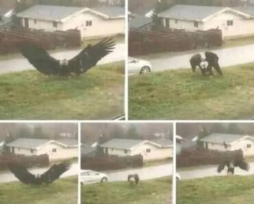 Giant Eagle captured in Bro!