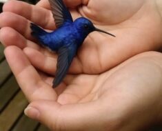 Wings of Grace – The Spiritual Significance of the Hummingbirds Visit!