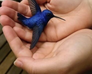 Wings of Grace – The Spiritual Significance of the Hummingbirds Visit!